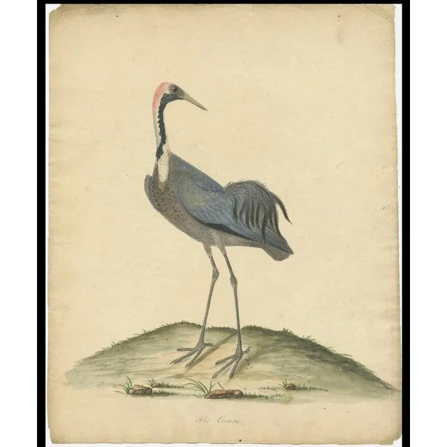 William Hayes and Matilda Hayes, Crane, 1794, Hand-Colored Copperplate Engraving For Sale - Image 3 of 7