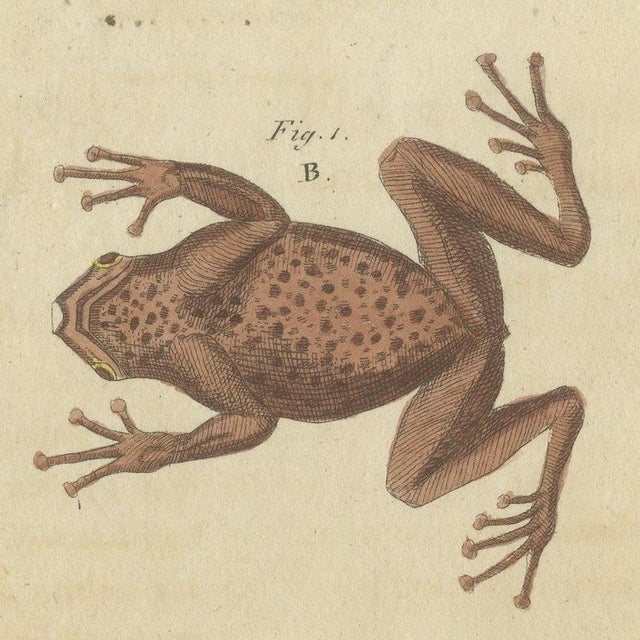 Bertuch, Five Frogs Including a Striped Frog, 1815, Print For Sale - Image 4 of 12