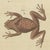 Bertuch, Five Frogs Including a Striped Frog, 1815, Print For Sale - Image 4 of 12