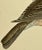 Plastic Antique Hand Tinted Bird Print Featuring a Brown & Tan Spotted Flycatcher - Circa 1880 For Sale - Image 7 of 11
