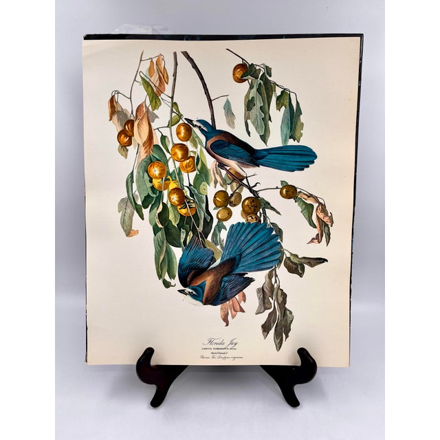 Blue 1964 Audubon Folio Lithograph Great Bird Paintings – “Florida Jay” 17x14 For Sale - Image 8 of 8