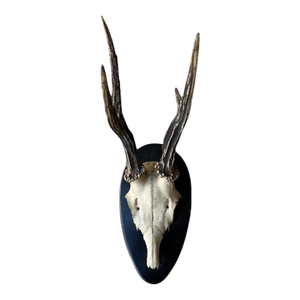 1950s Roe Deer Trophy Rd100 Black Forest Antlers