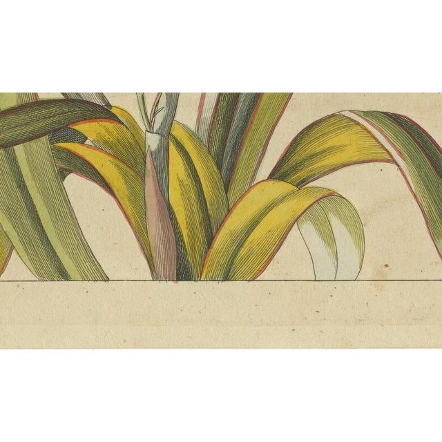 19th Century Bertuch, New Zealand Flax with Flower Details, 1815, Print For Sale - Image 5 of 12