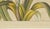 19th Century Bertuch, New Zealand Flax with Flower Details, 1815, Print For Sale - Image 5 of 12