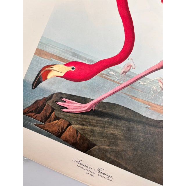 John James Audubon 1964 Audubon Folio Lithograph Great Bird Paintings – “American Flamingo” 17x14 For Sale - Image 4 of 5