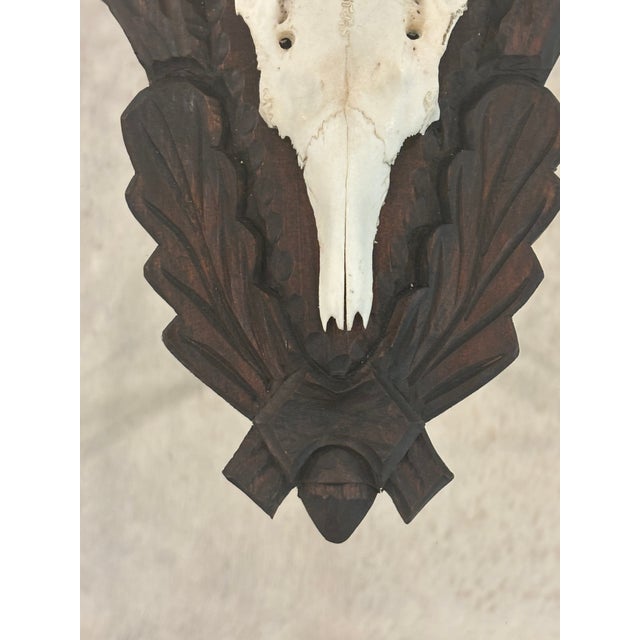 Antique Black Forest Roe Deer Trophy Antler Mount - (#2 of 3 Individual Mounts Listed) For Sale - Image 12 of 12