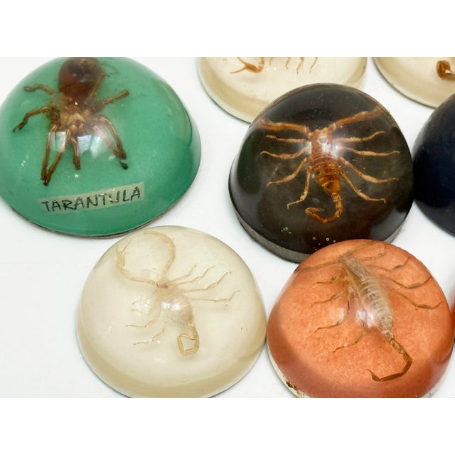 Gothic Vintage Real Scorpion, Black Widow & Tarantula Resin Dome Specimens – Set of 12 Curiosities For Sale - Image 3 of 3