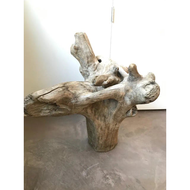 Salvaged decorative root