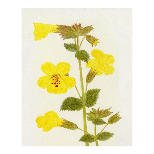 Hubbard Flower, Small: 2912 Artwork, Unframed Artwork For Sale
