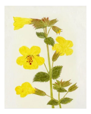 Hubbard Flower, Small: 2912 Artwork, Unframed Artwork