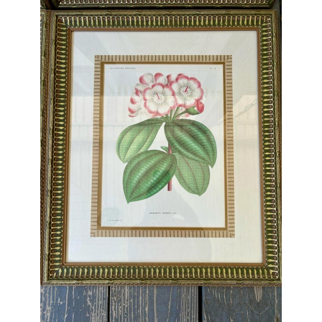 Set of 4 Framed Antique French Botanical Chromolithographs From L’Illustration Horticole by Jean Linden For Sale - Image 9 of 12