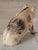 Mid 20th Century Original Painted Iron Pig Bank For Sale - Image 4 of 4