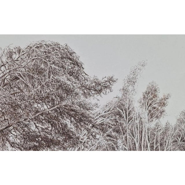 Elzbieta Siegoczynska, Pine Trees, 2025, Ink on Paper For Sale - Image 4 of 6
