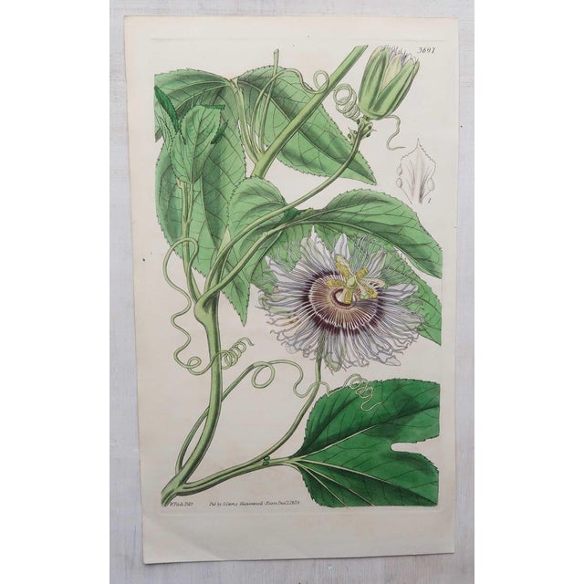 Wonderful set of 12 botanical prints. Hand coloured copper-plate engravings After drawings by William Fitch Published by...