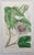 Wonderful set of 12 botanical prints. Hand coloured copper-plate engravings After drawings by William Fitch Published by...