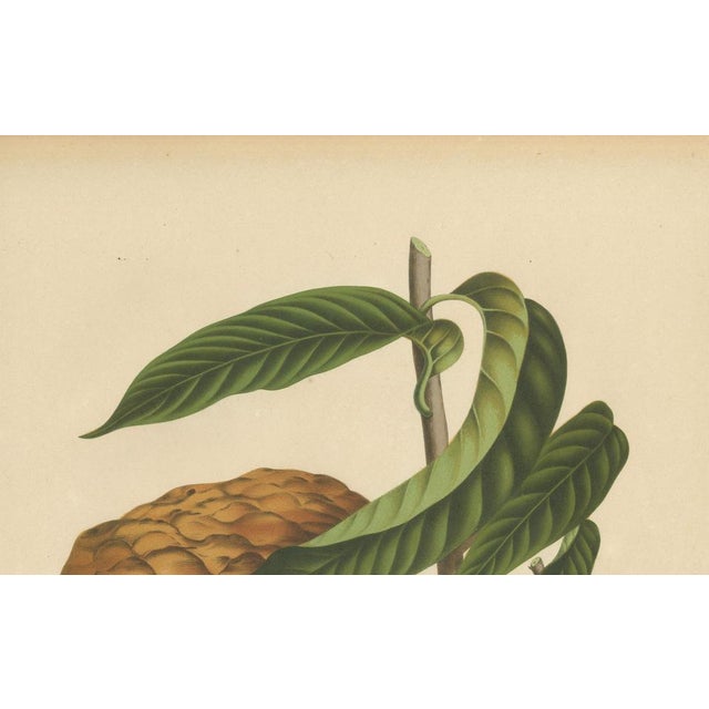 Sheep van Nooten, Bullock's Heart Botanical, 1880, Chromolithograph For Sale - Image 6 of 9