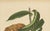 Sheep van Nooten, Bullock's Heart Botanical, 1880, Chromolithograph For Sale - Image 6 of 9