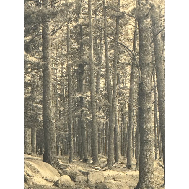 Art Deco 1900s Antique Black and White Forest Scene Photograph For Sale - Image 3 of 6