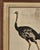 Realism Linnaeus Engraving of an Ostrich, Netherlands Circa 1760 For Sale - Image 3 of 5