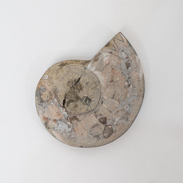 Large Polished Ammonite Fossil From Madagascar, Late Cretaceous Period For Sale - Image 4 of 4