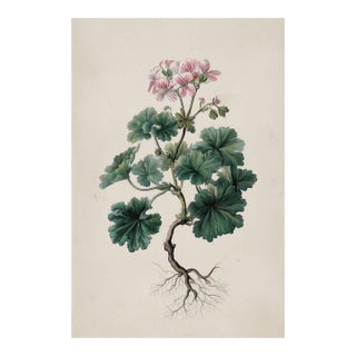 Antique Botanical Print of Robert's Geranium With Root System | Herbarium Flower Study | Natural History Fine Art Print For Sale