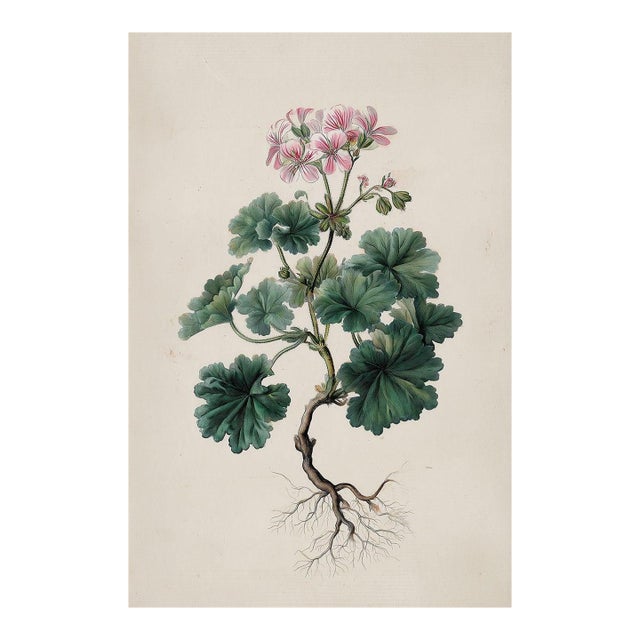 Antique Botanical Print of Robert's Geranium With Root System | Herbarium Flower Study | Natural History Fine Art Print For Sale