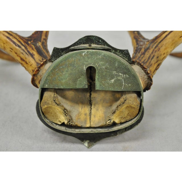 Antique Victorian Taxidermy Whitetail Deer Antler Wall Mount Metal Shield Plaque For Sale - Image 12 of 15
