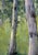 Greens of Summer (The Assembly) by Seth Winegar | Oil on Panel Aspen Grove For Sale - Image 4 of 11