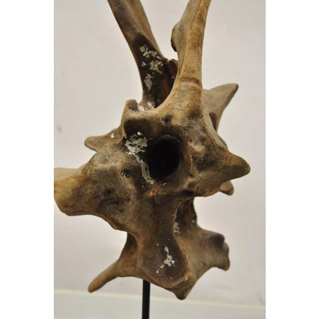 Mid 20th Century Vintage Abstract Sculpted Wood Sculptural Free Form Table Sculpture For Sale - Image 5 of 12