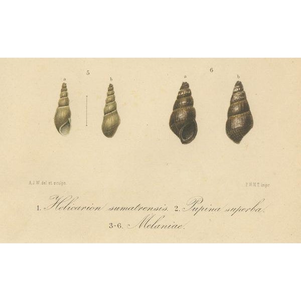 A.J.W., Sumatran Molluscs, 1887, Paper For Sale - Image 5 of 10