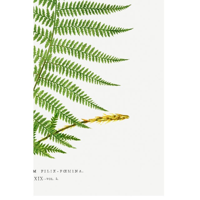 Vintage Fern Art Print, Botanical Fern Reproduction, 16" X 24" For Sale - Image 10 of 10