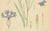 1900 - 1909 Carl Lindman, Cornflower Botanical Study, Centaurea Cyanus, 1905, Paper For Sale - Image 5 of 9