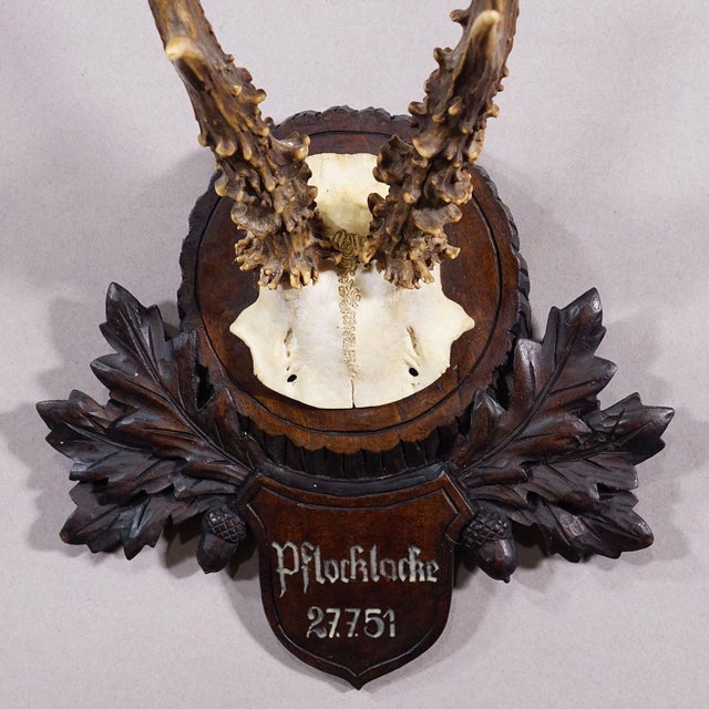 Vintage Black Forest Red Deer Trophy on Carved Plaque - Germany 1951 For Sale - Image 4 of 6