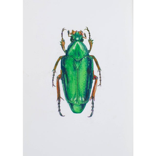 Contemporary Juris Utans, Royal Green Beetle, 2021, Mixed Media on Paper For Sale - Image 3 of 3