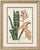 Rohans Billbergia De Vriese, Botanical Lithograph, 1856, Lithograph For Sale - Image 9 of 9