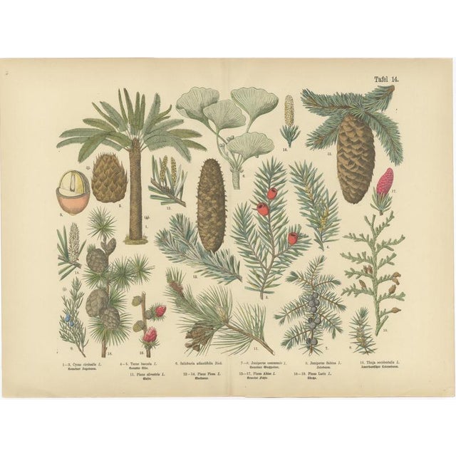 Ferns & Conifers, 1885, Paper, Set of 2 For Sale - Image 3 of 9