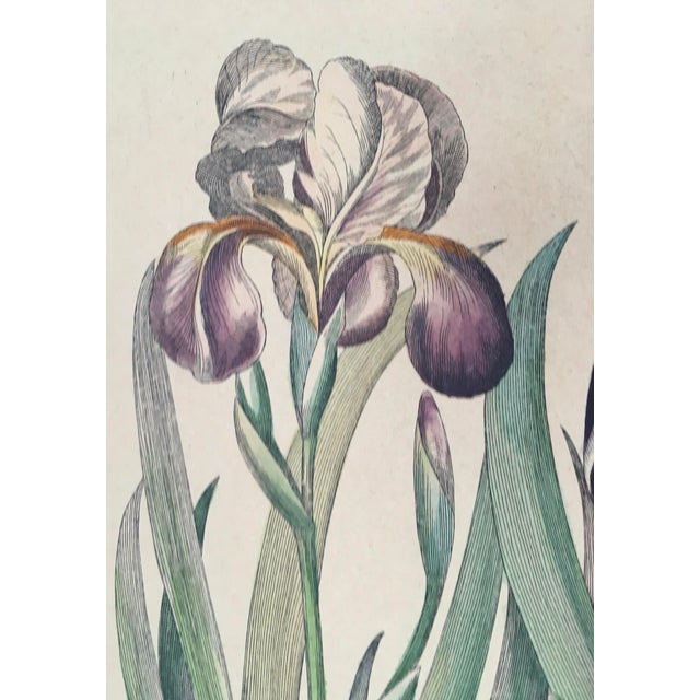 Late 20th Century Iris Botanical Print, Framed For Sale In Monterey, CA - Image 6 of 11