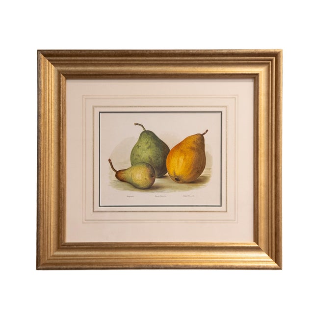 Set of Six Fruit Chromolithographs by May Rivers, English Circa 1892 Reproduction For Sale - Image 4 of 7