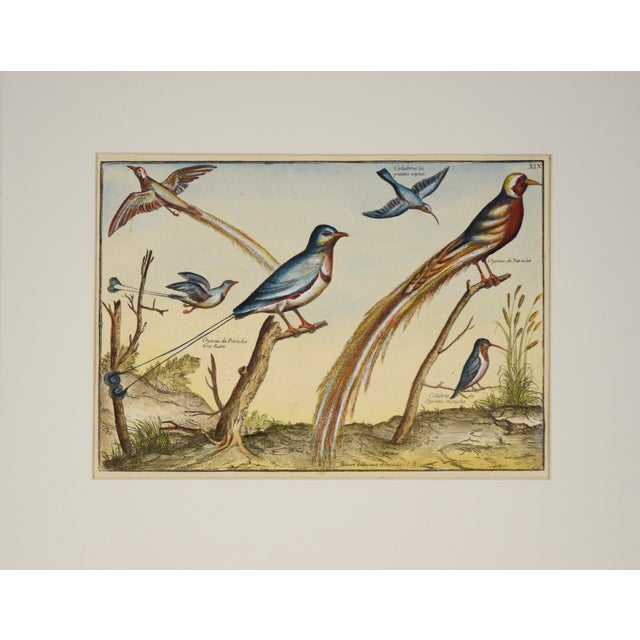 "Collection Of The Most Rare Birds" - Hand Colored Engraving Collection of the Most Rare Birds Drawn and Engraved From...