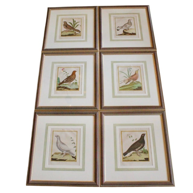 Set of Six Finely Framed Original Engravings of Grouse by François-Nicolas Martinet, 18th Century For Sale - Image 16 of 16