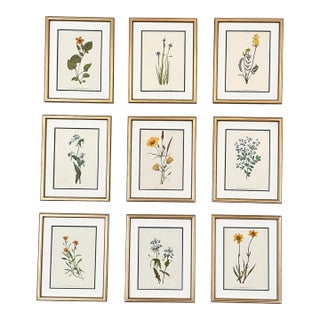 Framed Vintage Botanical Prints -Set of 9 - Authentic 1953 Prints For Sale