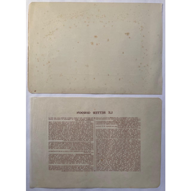 Illustration 1907 French Photogravure Print of “Le Setter Gordon” or Gordon Setters - For Sale - Image 3 of 3