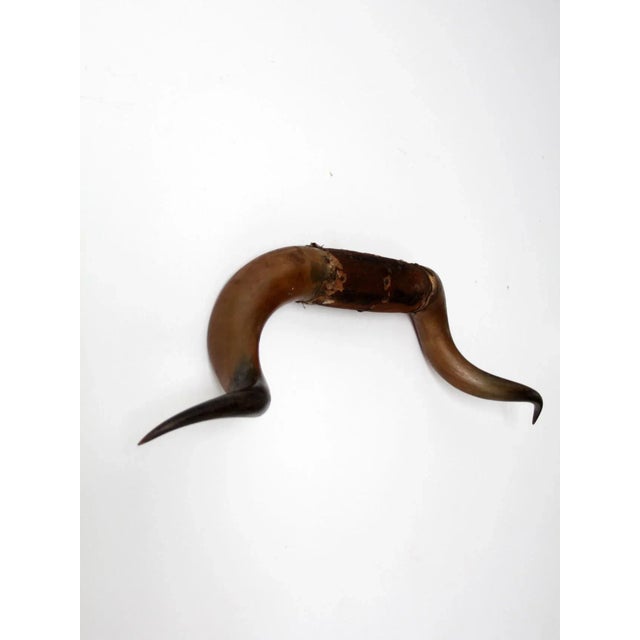 Antique Bull Horns Wall Mount For Sale - Image 9 of 13