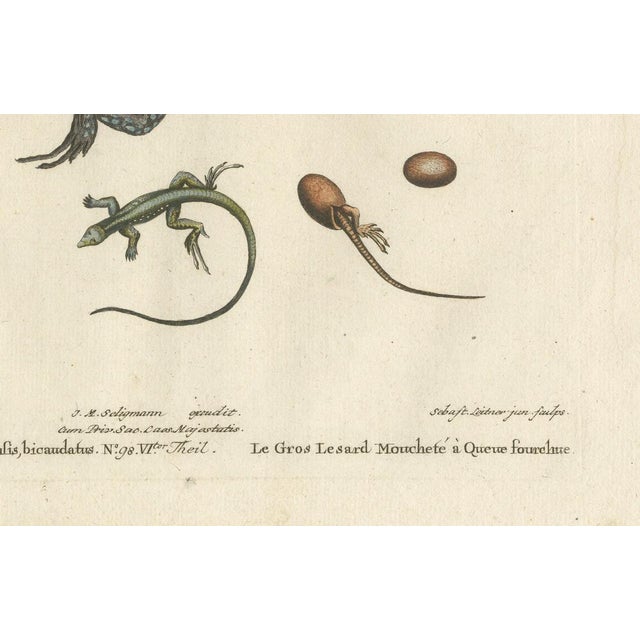After George Edwards, Jamaican Large Spotted Fork-Tailed Lizard, 1773, Print For Sale - Image 3 of 10