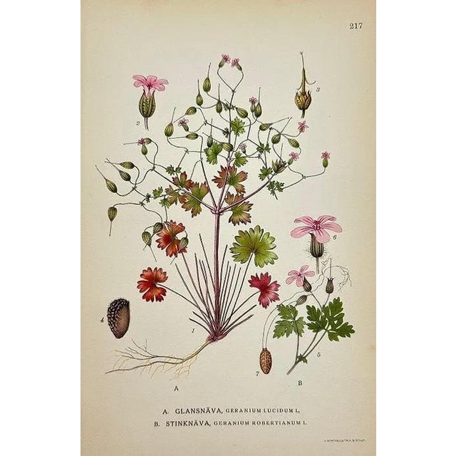 19th Century James Sowerby Botanical Prints – Common Club-Rush and Needle, Set of 10 For Sale - Image 4 of 11