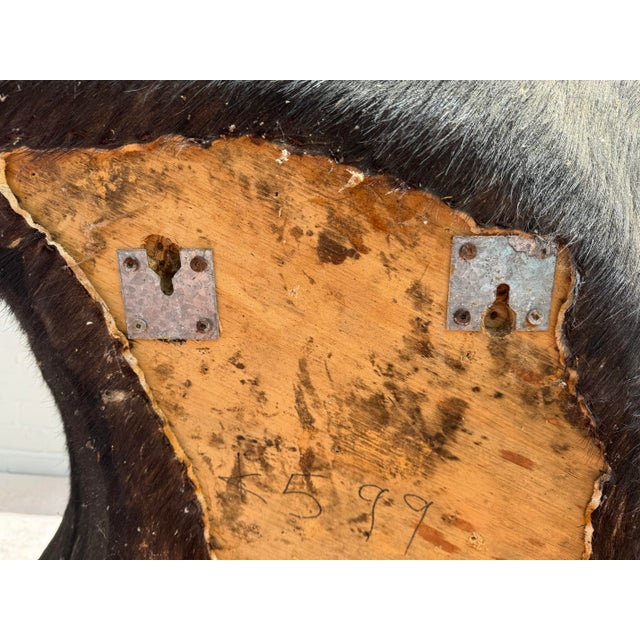 Late 20th Century Cape Buffalo From Africa Custom Wall Mount Taxidermy For Sale - Image 10 of 12