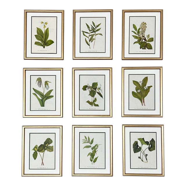 Original Vintage Botanical Prints Framed -Set of 9- 1975 Wild Flower Prints For Sale