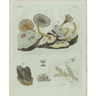 Bertuch, Marine Worms and Polyps, 1805, Engraving For Sale