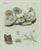 Bertuch, Marine Worms and Polyps, 1805, Engraving For Sale