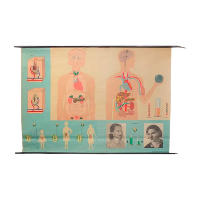 School Educational Hormones Poster from Hagemann Düsseldorf, 1950s For Sale